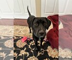 Small Photo #2 Labrador Retriever-Unknown Mix Puppy For Sale in Warrington, PA, USA