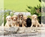 Small #1 Goldendoodle (Miniature)