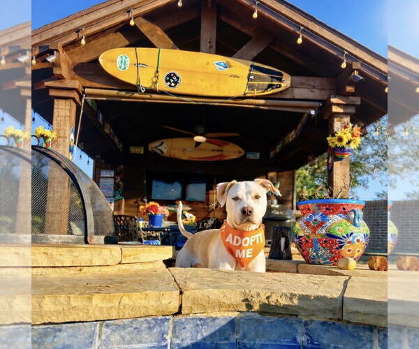 Medium Photo #8 Pointer-Unknown Mix Puppy For Sale in Euless, TX, USA