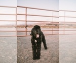 Small Photo #1 Goldendoodle Puppy For Sale in SANTA CLARA, UT, USA