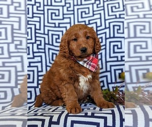 Goldendoodle (Miniature) Puppy for sale in OXFORD, PA, USA