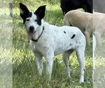 Small #2 Mutt