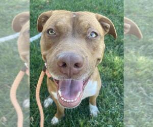 Mutt Dogs for adoption in Woodland, CA, USA