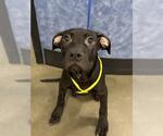 Small #1 Mutt
