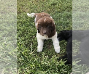 Newfoundland Puppy for sale in EASTON, IL, USA