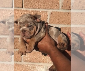 English Bulldog Puppy for sale in FRIENDSWOOD, TX, USA