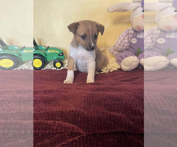 Medium Photo #1 Mutt Puppy For Sale in HOPKINSVILLE/PRINCETON, KY, NH, USA