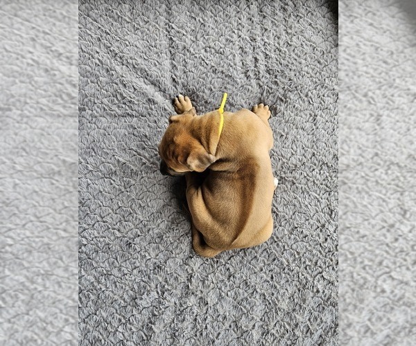 Medium Photo #4 Rhodesian Ridgeback Puppy For Sale in BUMPASS, VA, USA