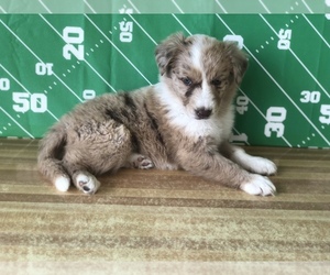 Border-Aussie Puppy for sale in DEVINE, TX, USA