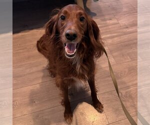 Irish Setter-Poodle (Miniature) Mix Dogs for adoption in Newfield, NJ, USA