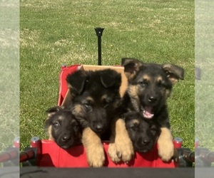 German Shepherd Dog Litter for sale in SUMPTER TWP, MI, USA