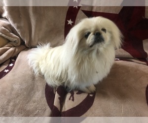 Mother of the Pekingese puppies born on 09/03/2023