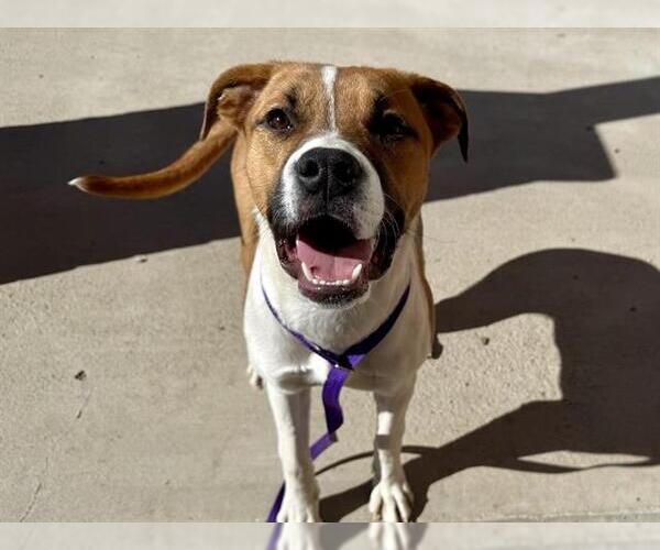 Medium Photo #1 Mutt Puppy For Sale in Pueblo, CO, USA