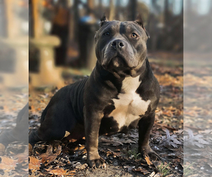 Mother of the American Bully puppies born on 06/02/2022