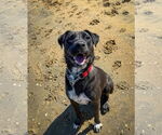 Small #7 Labrador Retriever Mix