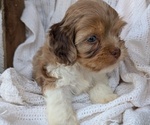 Small Photo #82 Cock-A-Poo Puppy For Sale in GOSHEN, IN, USA