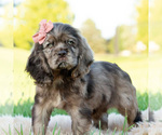 Small Photo #11 Cocker Spaniel Puppy For Sale in WARSAW, IN, USA