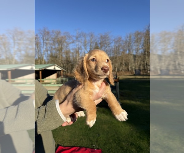 Medium Photo #8 Dachshund Puppy For Sale in MARYSVILLE, WA, USA