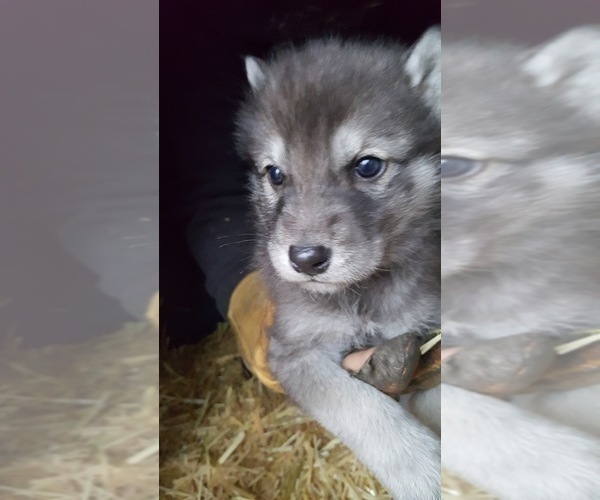 Medium Photo #12 Wolf Hybrid Puppy For Sale in DALTON, OH, USA