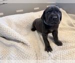 Puppy Light blue girl Great Dane