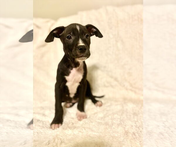 Medium Photo #1 American Pit Bull Terrier-Unknown Mix Puppy For Sale in Holly Springs, NC, USA