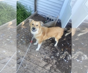 Medium Australian Shepherd-Great Pyrenees Mix