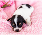 Small Photo #12 Fox Terrier (Smooth)-Fox Terrier (Toy) Mix Puppy For Sale in WAKARUSA, IN, USA