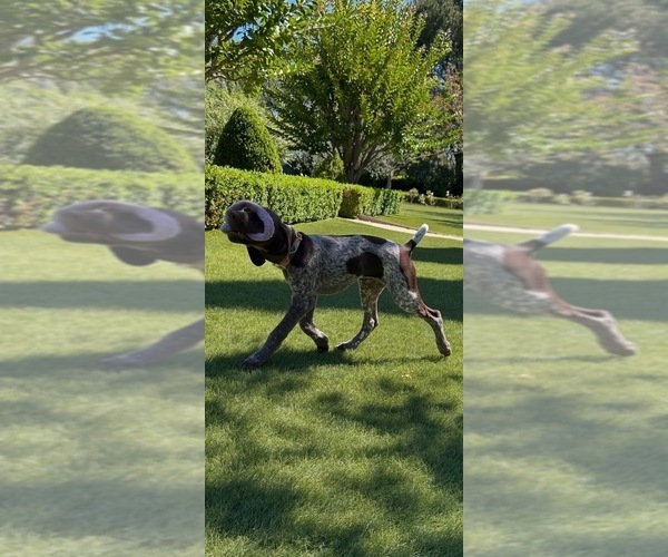 Medium Photo #10 German Shorthaired Pointer Puppy For Sale in SAN DIEGO, CA, USA