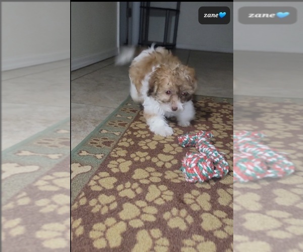 Medium Photo #2 Zuchon Puppy For Sale in TUCSON, AZ, USA