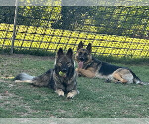Teddy Bear - Male German Shepherd Dog Dog for Adoption - Photo #2