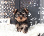 Small #2 Yorkshire Terrier