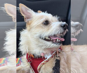 Pikachu - Female Cairn Terrier-Unknown Mix Dog for Adoption - Photo #8