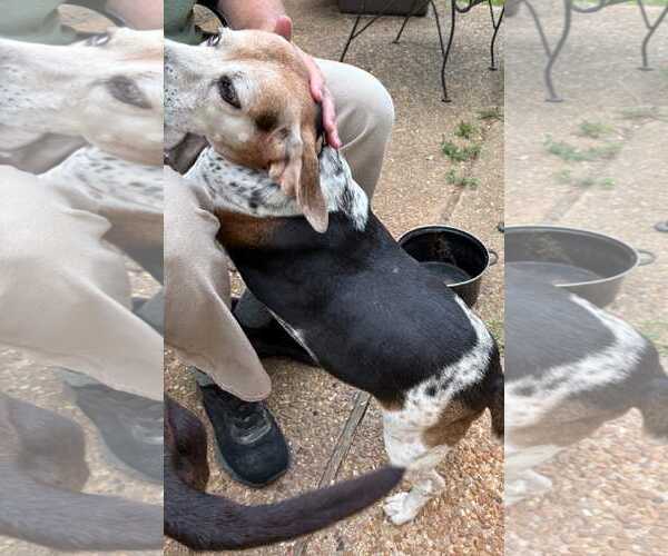 Medium Photo #5 Beagle Puppy For Sale in Dunnellon, FL, USA