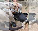 Small Photo #5 Beagle Puppy For Sale in Dunnellon, FL, USA