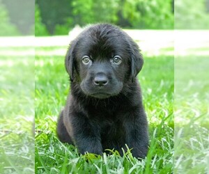 Labrador Retriever Puppy for Sale in HAMPSTEAD, North Carolina USA
