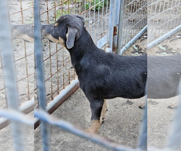 Medium Photo #4 Feist Terrier-Unknown Mix Puppy For Sale in Wakefield, RI, USA
