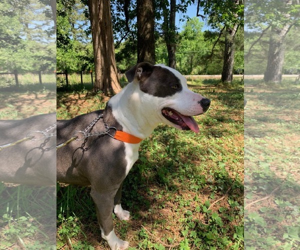 Medium Photo #16 American Staffordshire Terrier-Unknown Mix Puppy For Sale in Sheboygan, WI, USA
