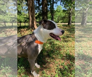 Violet - Female American Staffordshire Terrier-Unknown Mix Dog for Adoption - Photo #16