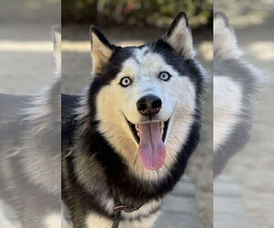 Sansa - Female Siberian Husky Dog for Adoption - Photo #3