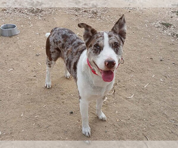 Medium Photo #2 Australian Shepherd-Unknown Mix Puppy For Sale in Martinez, CA, USA