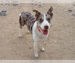 Small #1 Australian Shepherd Mix