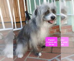 Small #1 Bearded Collie Mix