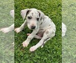 Puppy Spot Great Dane