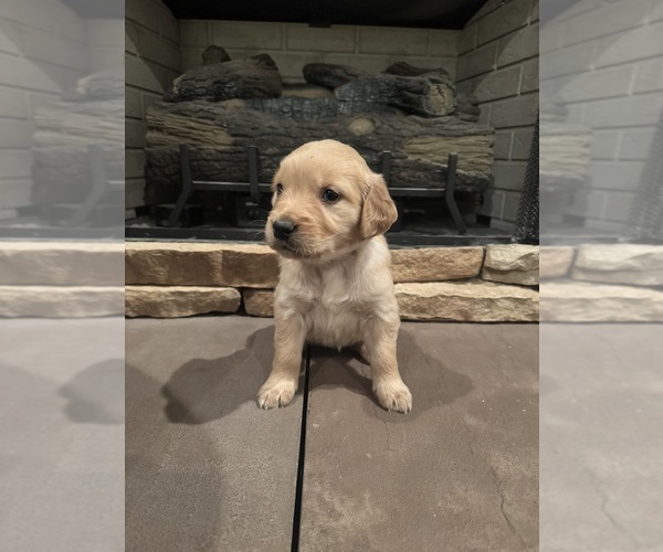 Medium Photo #4 Golden Retriever Puppy For Sale in ROSEBORO, NC, USA