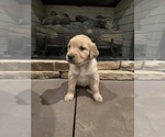 Puppy Brown Collar Golden Retriever