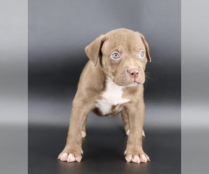 American Bully Puppy for sale in CHAMPAIGN, IL, USA