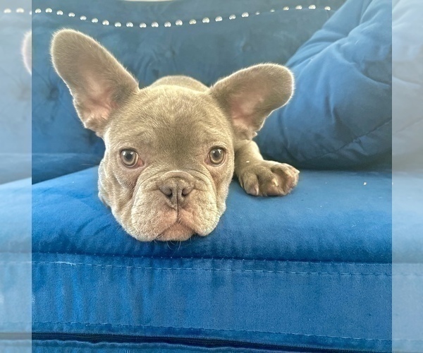 Medium Photo #14 French Bulldog Puppy For Sale in WEST HOLLYWOOD, CA, USA