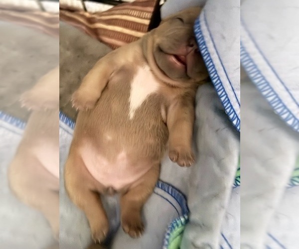 Medium Photo #8 American Bully-French Bulldog Mix Puppy For Sale in WINSTON-SALEM, NC, USA