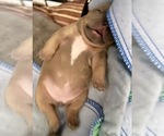 Small #7 American Bully-French Bulldog Mix