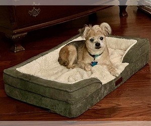 Mutt Dogs for adoption in Gulfport, MI, USA